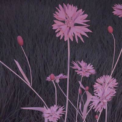 ag真人平台官方手机app下载